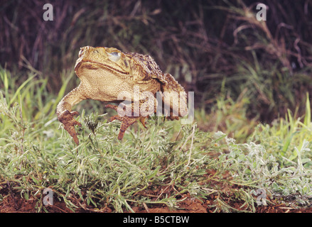 Crapaud géant (Bufo marinus saut adultes Rio Grande Valley Texas USA Banque D'Images