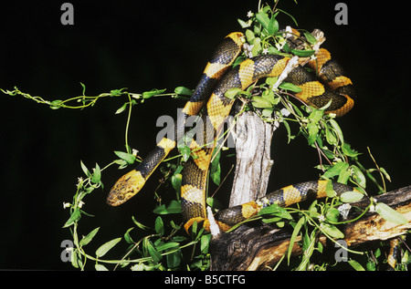 Le nord de Cat-eyed Snake (septentrionas Leptodeira septentrionalis), des profils de nuit, Rio Grande Valley, Texas, États-Unis Banque D'Images