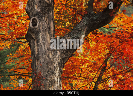 L'érable à sucre Acer saccharum tronc et feuillage d'automne Service Raleigh County North Carolina USA Banque D'Images