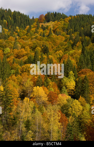 Forêt mixte d'épinette de Norvège en hêtre et bouleau rowan orme montagnard à l'automne sur les pentes des montagnes dans les montagnes de Lotrulu Roumanie Banque D'Images