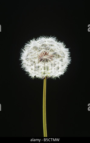 Le pissenlit Taraxacum sp Service Raleigh County North Carolina USA Banque D'Images