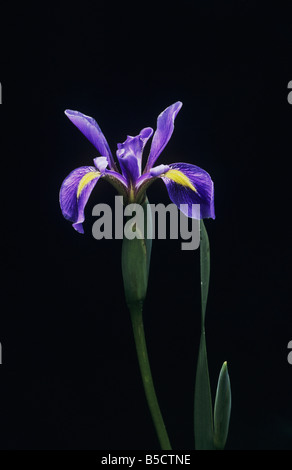 Slender Iris Iris prismatica Service Raleigh County North Carolina USA Banque D'Images