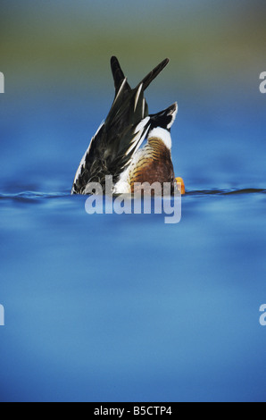 Le Canard souchet Anas clypeata canards mâles Rio Grande Valley Texas USA Banque D'Images