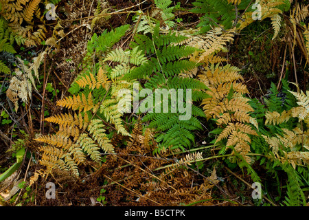 Vaste Buckler fougère Dryopteris dilatata frondes en automne Roumanie Banque D'Images