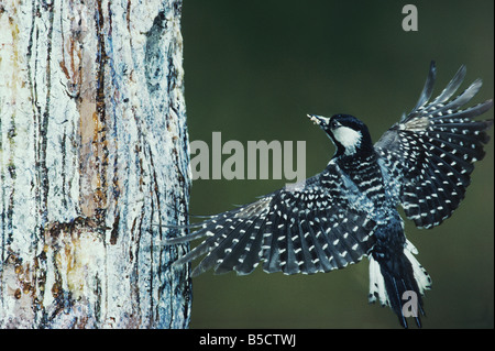 Red-cockaded woodpecker Picoides borealis des profils à l'atterrissage à cavité de nidification Service County North Carolina USA Banque D'Images