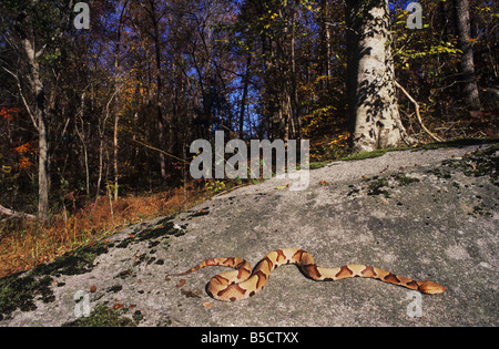 Le sud de contortrix Agkistrodon contortrix Copperhead soleil adultes sur rock Service Raleigh County North Carolina USA Banque D'Images