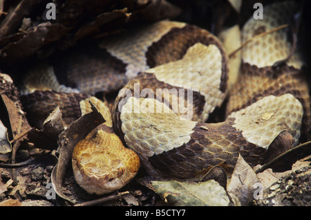 Le sud de contortrix Agkistrodon contortrix Copperhead dans la litière de adultes Service Raleigh County North Carolina USA Banque D'Images