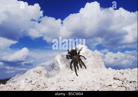 Texas Brown Tarantula Aphonopelma hentzi sur adultes rock Rio Grande Valley Texas USA Banque D'Images