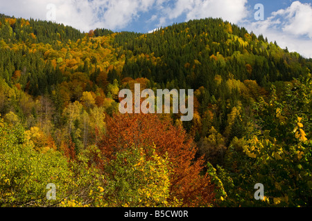 Forêt mixte d'épinette de Norvège en hêtre et bouleau rowan orme montagnard à l'automne sur les pentes des montagnes dans les montagnes de Lotrulu Roumanie Banque D'Images