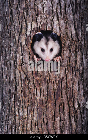 L'opossum Didelphis virginiana adulte à la nuit à la cavité de l'arbre hors de service Raleigh County North Carolina USA Banque D'Images