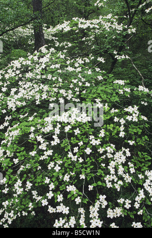 Cornouiller à fleurs Cornus florida fleurissent dans la forêt de canopy Raleigh Service County North Carolina USA Banque D'Images