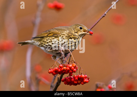 Grive musicienne Turdus philomelos Banque D'Images