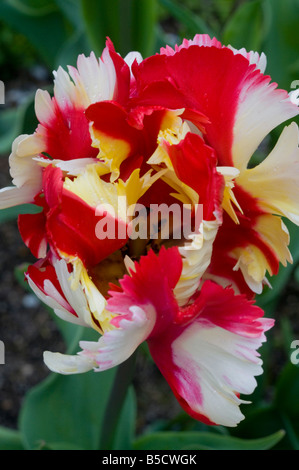 Tulipe perroquet Banque D'Images
