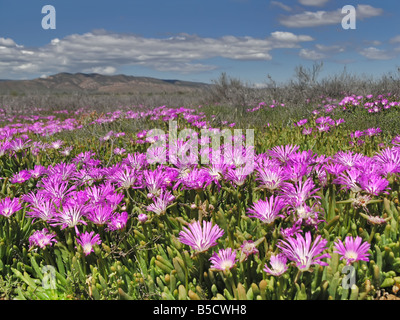 Tété Carpobrotus glaucescens (angulaire) Banque D'Images