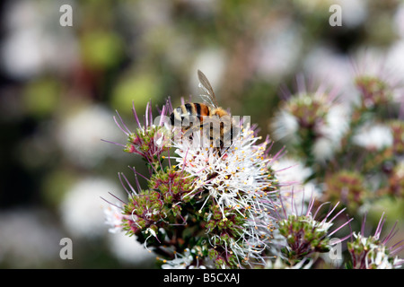 Miel et de Buchu Bee-Agathosma ciliaris et Apis mellifera-Famille Rutaceae Banque D'Images