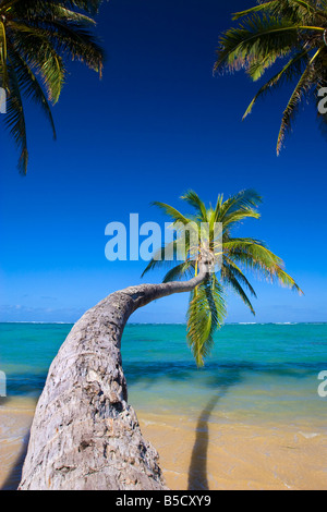 Palms sur une Lagoon Banque D'Images