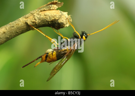 Une femme wasp (Urocerus gigas en bois) Banque D'Images