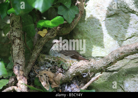 SPOTTED FLYCATCHER Muscicapa striata JEUNES COUVAISON NID EN VUE DE CÔTÉ Banque D'Images