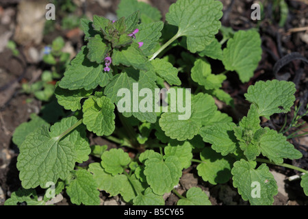 Lamium purpureum LAMIER ROUGE CLOSE UP OF PLANT Banque D'Images