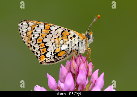 Heath Fritillary, Melitaea spec, perché sur le rosa fleurs d'une orchidée pyramidale Anacamptis pyramidalis, Banque D'Images