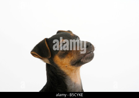 La chasse allemande Terrier puppy 8 semaines Banque D'Images