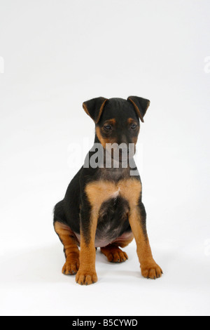 La chasse allemande Terrier puppy 8 semaines Banque D'Images