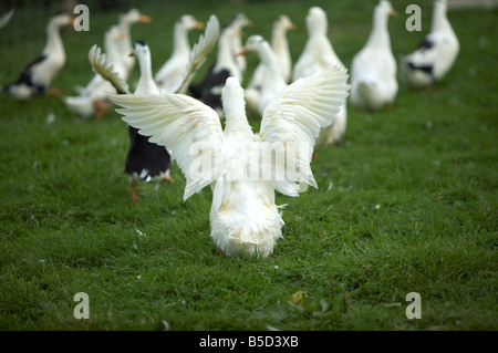 Pekin Duck bertant Magpie que d'autres Canards Pekin dans la petite exploitation du North Yorkshire Banque D'Images