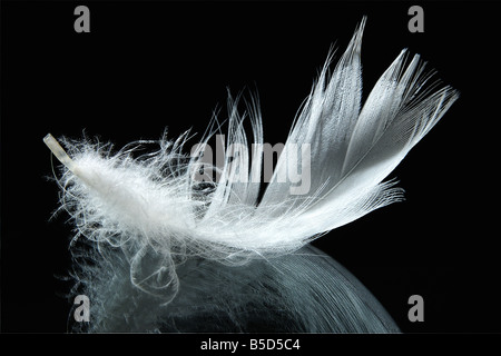 Plume sur fond noir Banque D'Images
