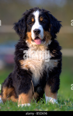 Bernois (Canis lupus familiaris), puppy sitting on grass, frontal Banque D'Images