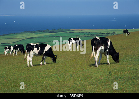 Vaches dans un champ, à l'île de Purbeck, Dorset, Angleterre, Europe Banque D'Images