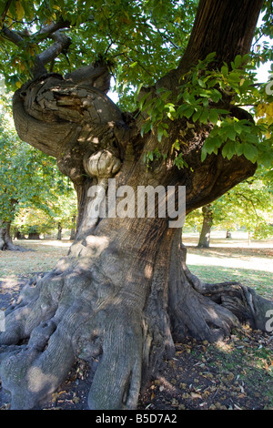 Le parc de Greenwich de vieux arbres London England uk go Banque D'Images