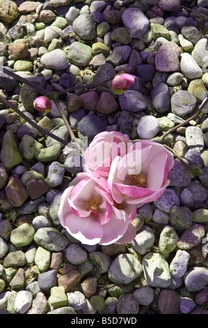 Magnolia soulangeana Rustica Rubra Banque D'Images