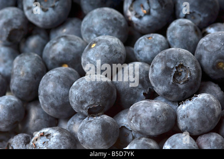 Close up de beaucoup de bleuets Vaccinium myrtillus Banque D'Images