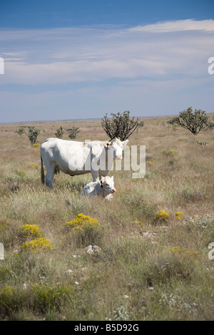 Vaches blanches sur prairie en Arizona, États-Unis Banque D'Images