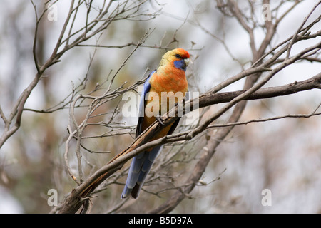 Adelaide Rosella Cleland Wildlife Park Adelaide en Australie du Sud Banque D'Images