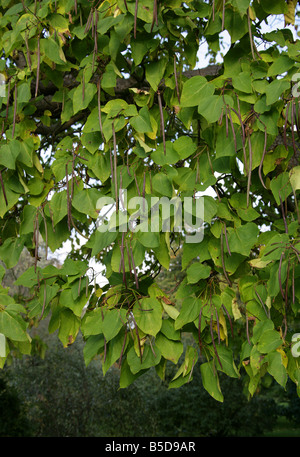 Haricot indien, Arbre Catalpa bignonioides, Bignoniaceae. Sud-est de l'USA Amérique latine