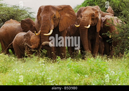 Rassemblement des éléphants rouges Banque D'Images