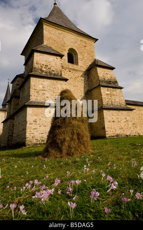 Safran Colchicum autumnale Meadow with hay stook dans le champ de foin par le sud de la Bucovine monastère peint Sucevita Banque D'Images