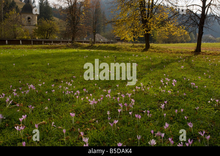 Safran Colchicum autumnale Meadow dans le champ de foin par Sucevita monastère peint le sud de la Bucovine au nord de la Roumanie Banque D'Images