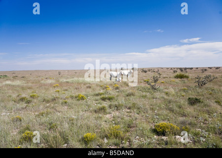 Vaches blanches sur prairie en Arizona, États-Unis Banque D'Images