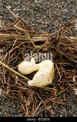 'Jaune pâle première années de canard en caoutchouc plastique jouets rejetés par les courants océaniques dans la région de Driftwood sur une plage à l'ouest du pays de Galles UK Banque D'Images