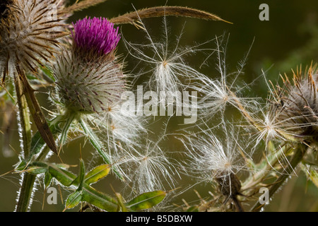 Chardon laineux Cirsium eriophorum fleur et graines automne Roumanie Banque D'Images