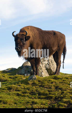 Bison d'Europe (Bison bonasus) Banque D'Images