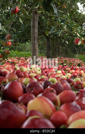 Katy les pommes à cidre en attente de collection après avoir subi des arbres du verger Cidre Thatchers Sandford Somerset en Angleterre Banque D'Images