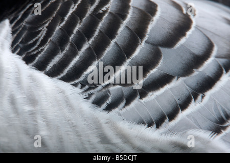 Bernache nonnette Branta leucopsis détail tête d'hiver l'Ecosse Banque D'Images