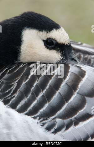 Bernache nonnette Branta leucopsis détail tête d'hiver l'Ecosse Banque D'Images