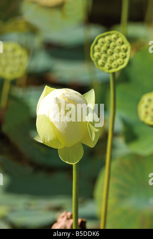 Lotus (Nelumbo nucifera), close-up Banque D'Images