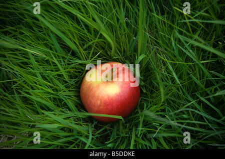 Apple cider collection Katy en attente après avoir subi de l'arbre du verger Cidre Thatchers Sandford Somerset en Angleterre Banque D'Images