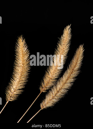 Fox tail grass têtes sur fond noir Banque D'Images