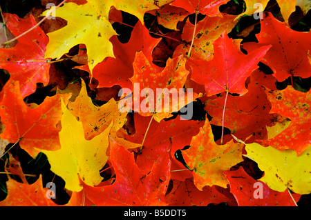 Les feuilles changent de couleur au cours de l'automne, New York, USA Banque D'Images